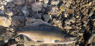 A rare pink salmon was just caught near Iqaluit