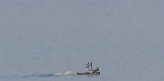 Rare footage shows a polar bear hunt a swimming reindeer