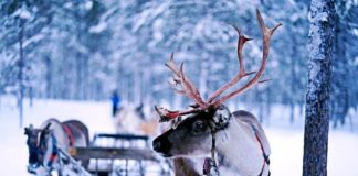Is Santa’s sleigh zero carbon? The answer lies in reindeer poo