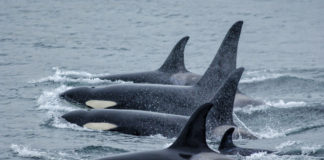 As sea ice off Arctic Alaska retreats, orcas are staying in the region longer