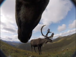 What scientists learned about caribou from a new collar camera study