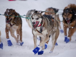 Climate change, COVID loom over Alaska’s 50th annual Iditarod Sled Dog Race