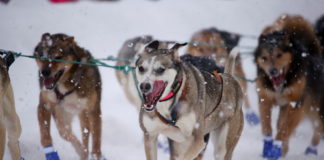 Climate change, COVID loom over Alaska’s 50th annual Iditarod Sled Dog Race