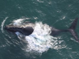 North Pacific right whales may be returning to northern parts of the Bering Sea
