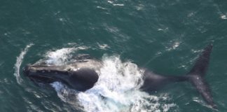 North Pacific right whales may be returning to northern parts of the Bering Sea