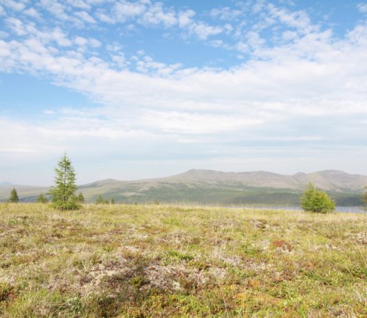 How encroaching trees could pose a serious long-term threat to Arctic tundra