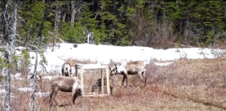 How a Canadian project aims to protect caribou one calf at a time