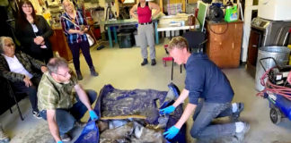 The near-perfect remains of a baby woolly mammoth have been found in Yukon