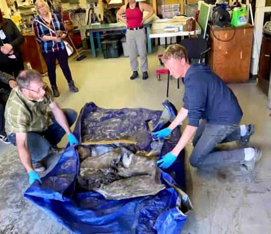The near-perfect remains of a baby woolly mammoth have been found in Yukon