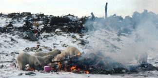 Polar bears scavenge on garbage to cope with climate change
