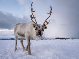 How reindeer eyes transform in winter to give them twilight vision