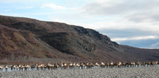 Climate change seen as suspected factor in Western Arctic Caribou Herd decline