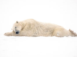 Canada’s Hudson Bay polar bear population plummets as climate change warms the Arctic