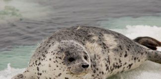 An Alaska student project found microplastics in Bering Strait-area spotted seals