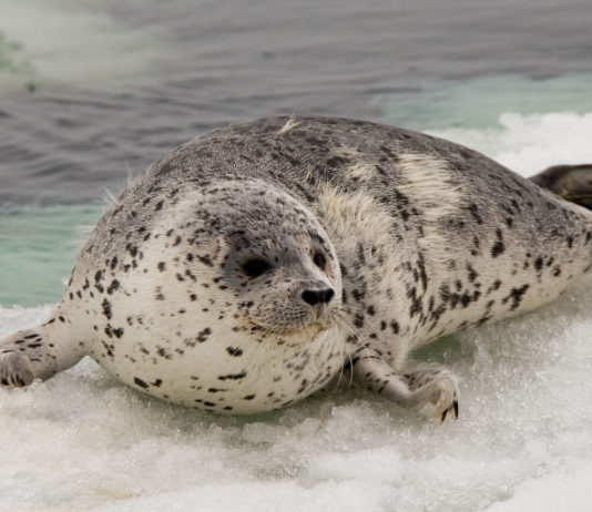 An Alaska student project found microplastics in Bering Strait-area spotted seals