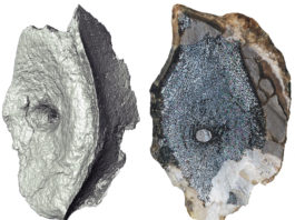 The oldest ichthyosaur fossils have been found in Norway’s Arctic