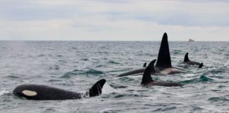 Analyzing the fat of killer whales reveals what they eat