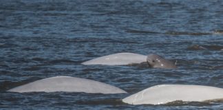 New estimate for Cook Inlet belugas shows hope for endangered population