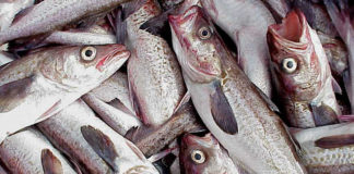 Defending Alaska seafood, commissioner questions sustainability of Russia-caught fish