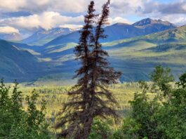 Spruce beetles’ expansion into Denali poses questions about future changes in the forest