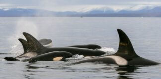 Arctic boaters have no need to fear boat-ramming orcas: scientist