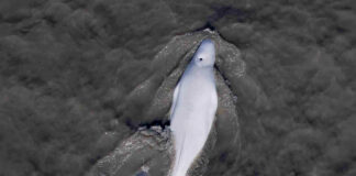 Study says recovery of Cook Inlet belugas is seen as economically valuable