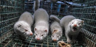 Finland orders cull of 50,000 mink and foxes due to bird flu